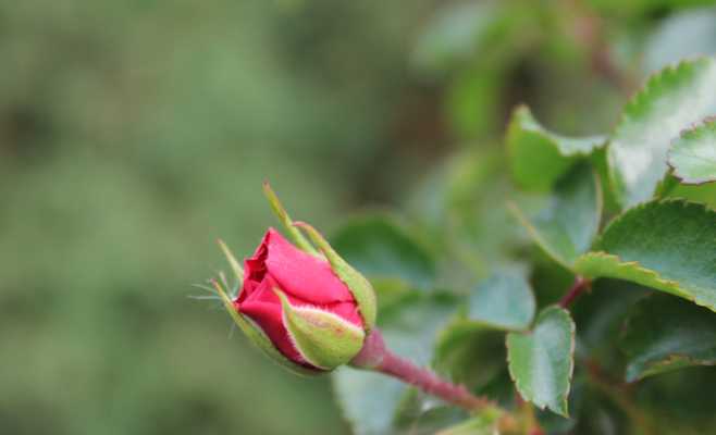 Red Bud