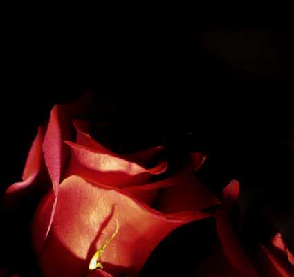 Shadow Rose